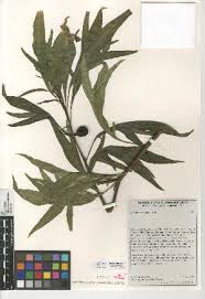 Image result for Solanum cyaneopurpureum