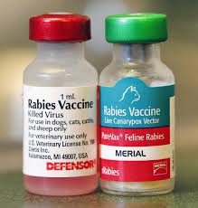 The saliva, which contains the virus, enters the victim's tissues and attaches itself to the local muscles for a few days before infiltrating the local nerves there is a vaccine for rabies, and in most states it is mandatory for domesticated cats. 145 Blog Review Of Texas Laws On Rabies Vaccination Dr Pam S Vet Blog