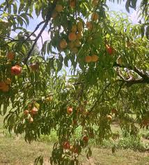 Tolerant of shade, and preferring dry conditions over wet, it often grows in disturbed areas, Peaches Were America S First Invasive Species