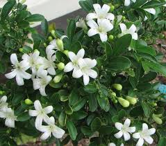 However, you may encounter issues with your murraya in terms of the plant's health such as yellowing of the leaves or it just overall looks. 52 Best Trees Bushes For Front Yard Ideas Bushes For Front Yard Plants Trees And Shrubs