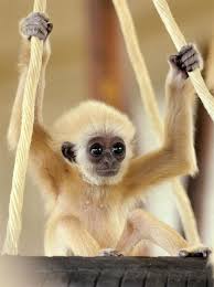 Very Cute Animals Cute Baby Animals Cute Animals