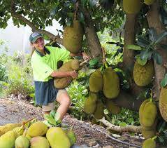 The types of trees van aken's project has produced could theoretically save orchard space and increase access to a diverse the tree of 40 fruit is van aken's creation, a single tree that can produce 40 different stone fruits, or fruit with pits, including peaches, apricots. Pin On Big And Beautiful