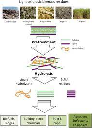 Like most lignocellulosic materials, ja stalks are composed of cellulose, hemicellulose, and lignin to form a very compact structure, requiring a more complex pretreatment step. Frontiers Lignocellulosic Biomass Transformations Via Greener Oxidative Pretreatment Processes Access To Energy And Value Added Chemicals Chemistry