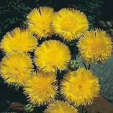 Centaurea Sweet Sultan Yellow Annual Seeds Easy Plants To Grow Plants Yellow Plants