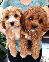 Cavapoo puppies nc for sale. Cavapoo Puppies For Sale Posts Facebook