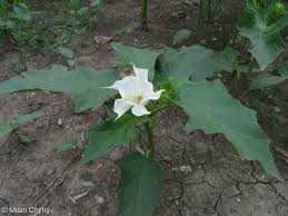 Image result for durman obecný květ