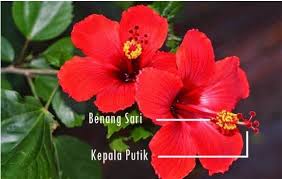 10 bagian bagian bunga paling lengkap beserta fungsinya bagian bagian kembang sepatu dan fungsinya loading astalog com bunga kembang sepatu yang menjadi bunga nasional malaysia sejak 28. 5 Contoh Bunga Sempurna Pengertian Bagian Bagian Serta Gambarnya Lengkap Ruangbiologi Co Id
