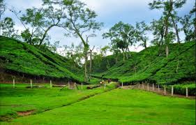 Find the perfect tea garden stock photos and editorial news pictures from getty images. Beautiful Tea Garden S Of Bangladesh Steemit