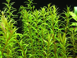 Image result for Rotala mexicana