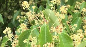 May Tree of the Month: Camphor Tree | Edhat