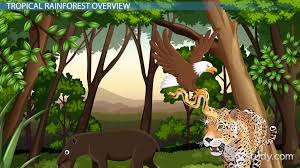 Tropical rainforests are located in a band around the equator, mostly in the area between the tropic of cancer (23.5° n latitude) and the tropic of strata of the rainforest different animals and plants live in different parts of the rainforest. Tropical Rainforest Animal Adaptations Video Lesson Transcript Study Com