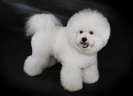 Therefore, bichon puppies in this price range are not only raised for pet purposes, but also trained to participating dog beauty competition or used for breeding purposes. Bichon Frise Price In India Appearance And Temperament
