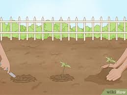 To do this, place a layer of plastic over the soil and leave it there for several weeks (i usually do this over the course of the late fall into the early spring). How To Plant A Garden 10 Steps With Pictures Wikihow