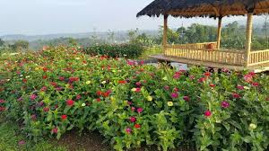 Wisata pandeglang banten pandeglang punya wisata baru kp jambu taman bunga. Taman Bunga Dan Gazebo Picture Of Camp Hulu Cai Bogor Tripadvisor