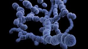 Image result for Penicillin Resistant Pneumococcus