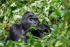 Better than a monkey throwing darts! The Ultimate Guide To Gorilla Trekking In Africa 2021 Road Affair