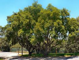 Image result for Quercus suber