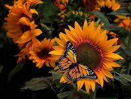 Our luxuriously soft throw blankets are available in two different sizes and. Tink On Twitter Sunflower Pictures Love Rose Flower Sunflower Wallpaper