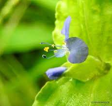 Image result for Commelina bracteosa