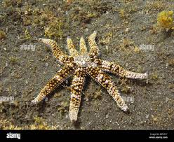 Image result for Gymnosporia tenuispina