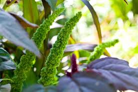 Image result for Amaranthus thunbergii