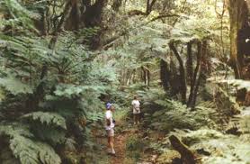 Image result for Cyathea capensis