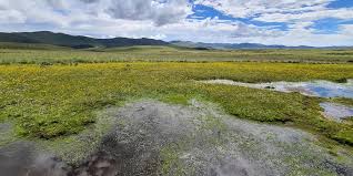 Image result for Limosella maior