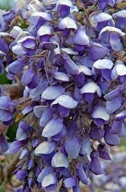 Wisteria Brachybotrys Okayama West Facing Garden Climbing Plants Plants