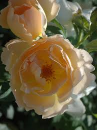 coniston comtes de champagne roses anglaises 12 50 21 50 david austin roses english roses rose