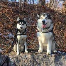 Mushers in alaska and canada created the dog known as the alaskan husky to perform many different jobs: Alaskan Husky Online Shopping Mall Find The Best Prices And Places To Buy