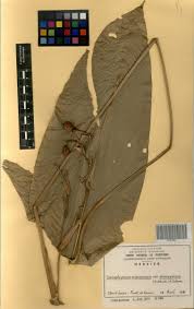 Image result for Sarcophrynium prionogonium