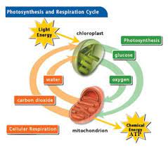 Is gluecose a product of photosynthesis is used to generate atp? Photosynthesis Respiration Flashcards Quizlet