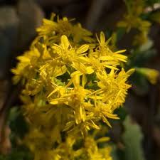 Image result for Ceratotheca integribracteata