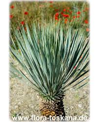 The best selection for special occassion in louisiana! Yucca Gloriosa Soft Tip Yucca Roman Candle Flora Toskana