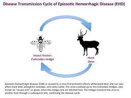 Epizootic Hemorrhagic Disease Cornell Wildlife Health Lab
