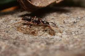 Asian needle ants have difficulty climbing vertical surfaces, so they almost always are found on the ground. Asian Needle Ants Vs Argentine Ants Game On Corky S Pest Control Services Termite Services In San Diego Los Angeles Pest Control Riverside Pest Control