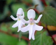 Image result for Virectaria major