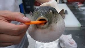 Pufferfish Eating A Carrot Fishing Memes Puffer Fish Eating Carrots