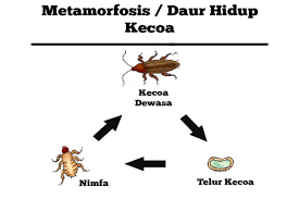 Setelah satu atau beberapa arkegonium dibuahi,mulailah perkembangan embrio yang biasanya bersifat endoskopis. Daur Hidup Dan Metamorfosis Kecoa Siklus Dan Tahapan
