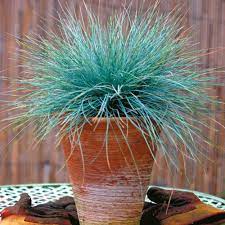 Festuca Glauca Blue Fescue Ornamental Grasses Fescue Grass