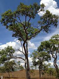 200 m² 4 dormitorios 15 años. Saladillo Arboles