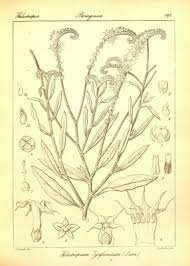 Image result for Heliotropium zeylanicum