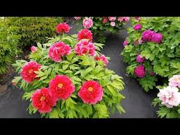 Save with fina gardens peonies coupons & promo codes coupons and promo codes for july, 2021. Tree Peony Hoki Japanese Lightly Fragrant Youtube