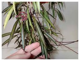 Wayetii usually has a dark margin around the leaves, and is generally lighter green and broader than shepherdii. Ucn4p6xdaqpm5m