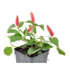 Image result for Acalypha hispida