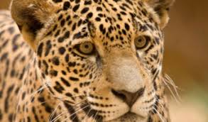 Here's a bonus big cat fact for you: Jaguar Big Cat Facts Information Pictures