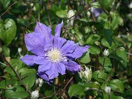 Suchen sie bei uns nach lampen, tischen, betten, stühlen oder schränken. Clematis Kiri Te Kanawa Clematis Kiri Te Kanawa Baumschule Horstmann