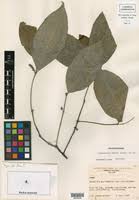Image result for Crossopetalum mossambicense
