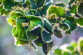 Image result for Ulmus parvifolia