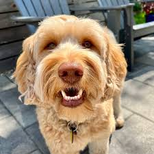 Profile for Walter Duffy Dog